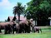 Gorah Elephant Camp - Exterior